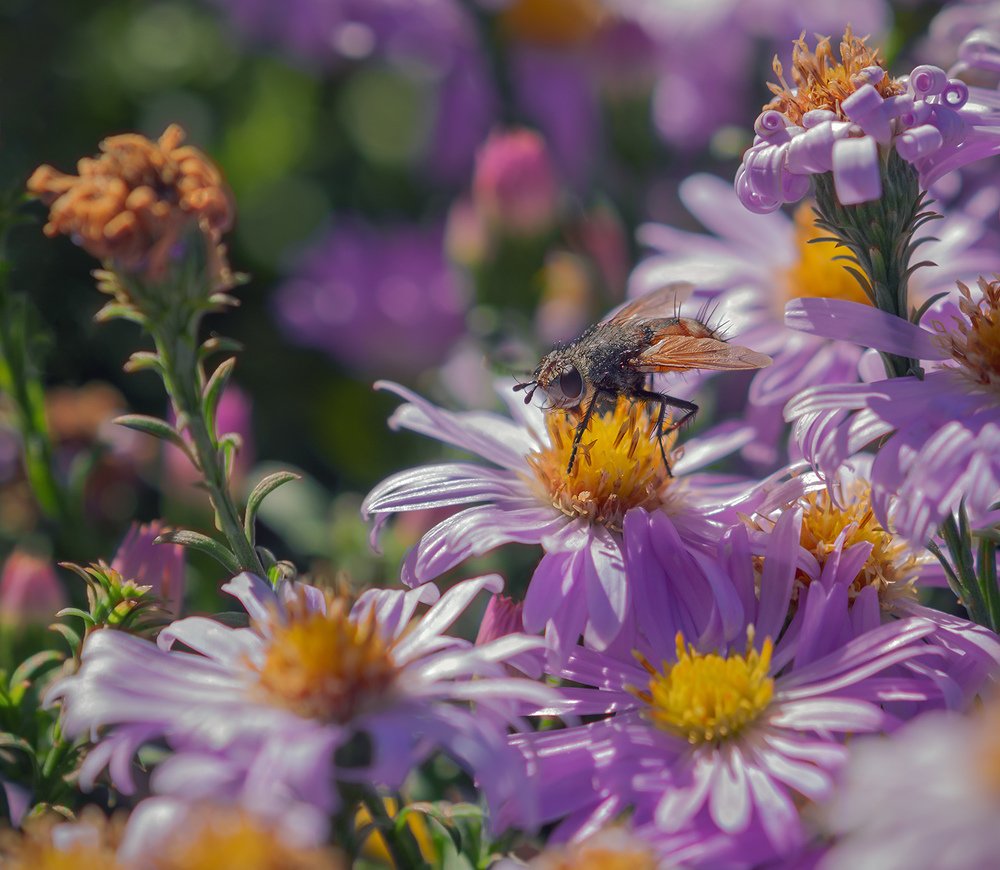 Photograph by Никанорова Ольга