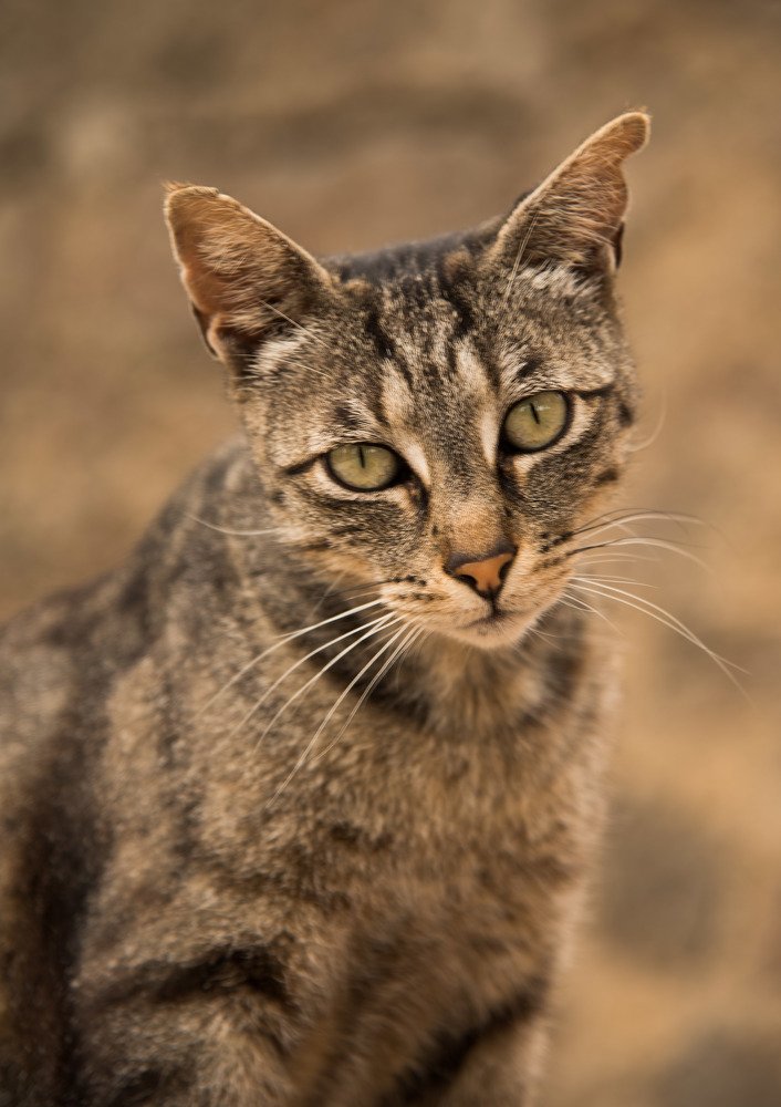 Photograph by Алёна Сокольникова