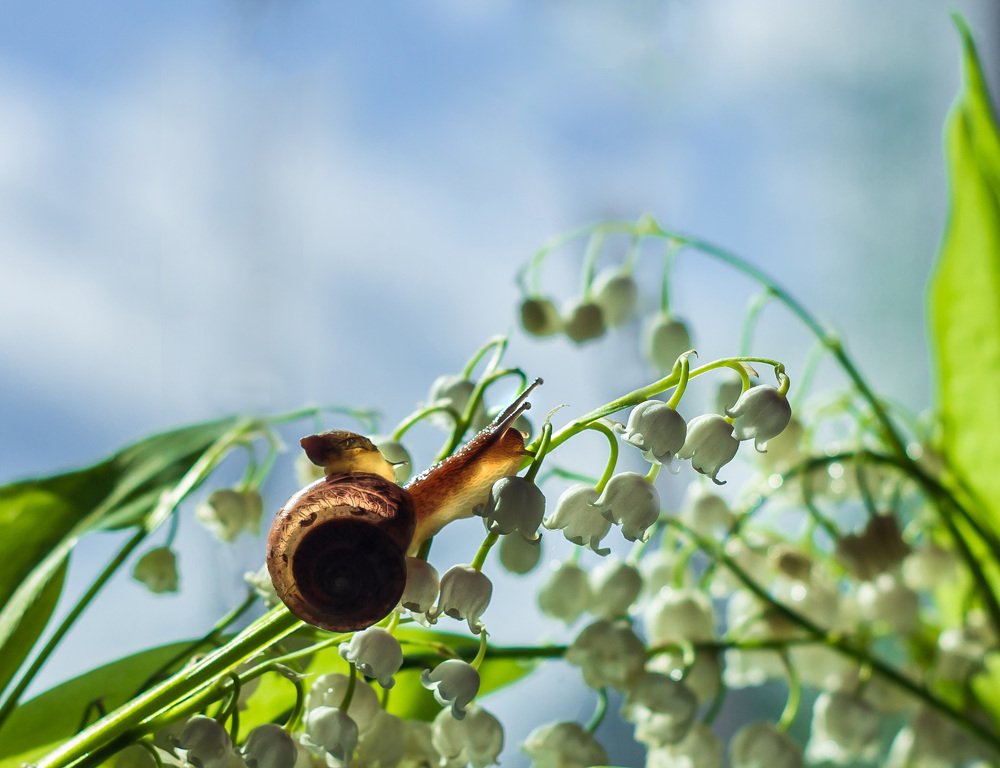 Photograph by Наталья Тарханова