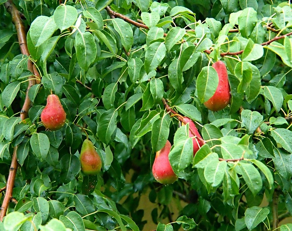 Photograph by Елена Трапезникова