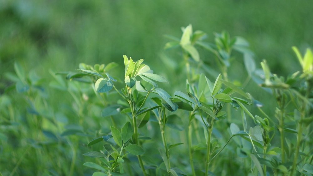 Photograph by Елена Трапезникова
