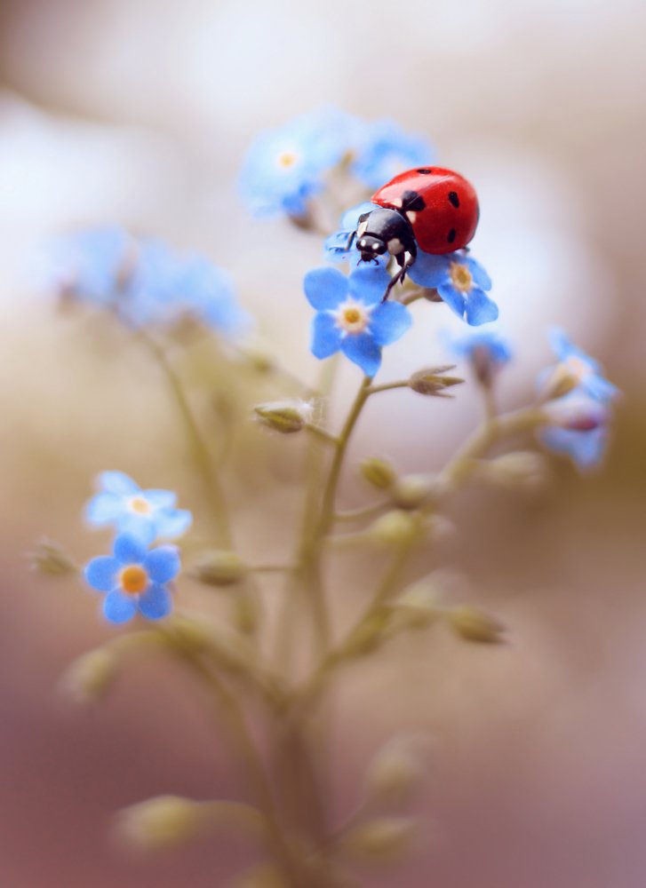 Photograph by Elena Andreeva