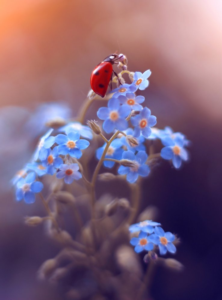 Photograph by Elena Andreeva