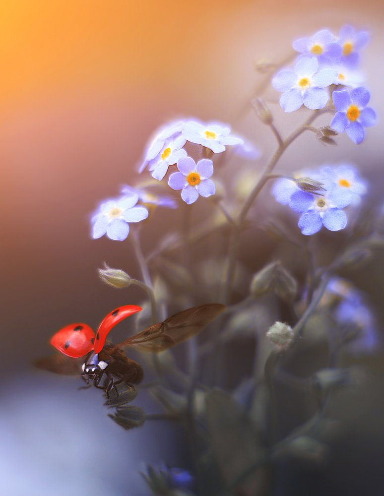 Photograph by Elena Andreeva