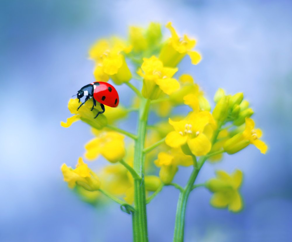 Photograph by Elena Andreeva