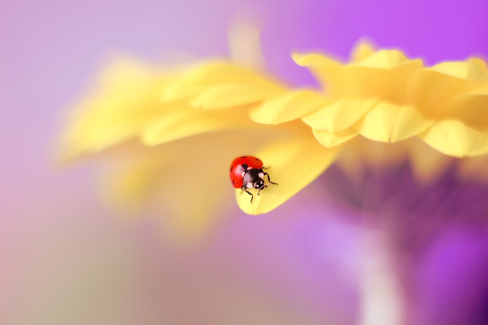 Photograph by Elena Andreeva