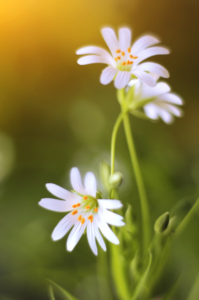 Photograph by Elena Andreeva