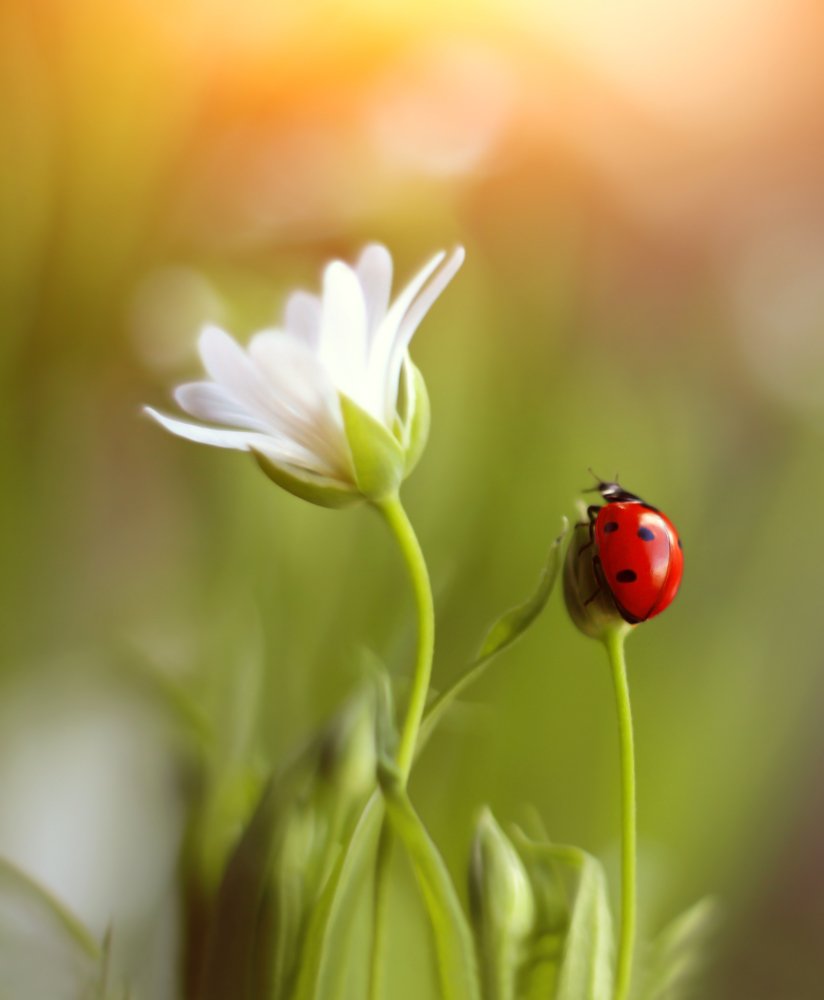 Photograph by Elena Andreeva