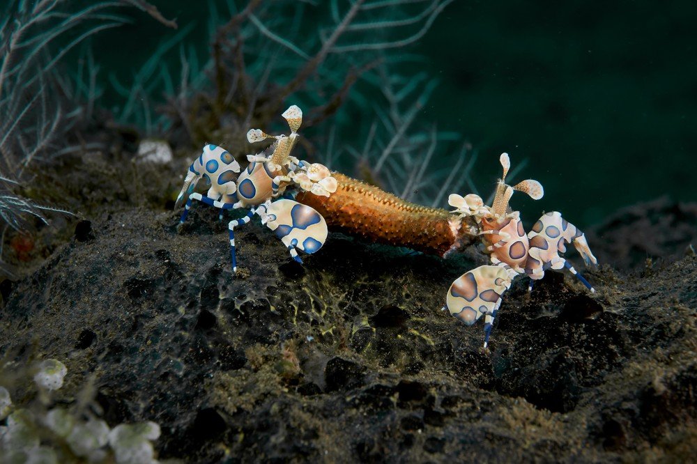 Harlequin shrimps
