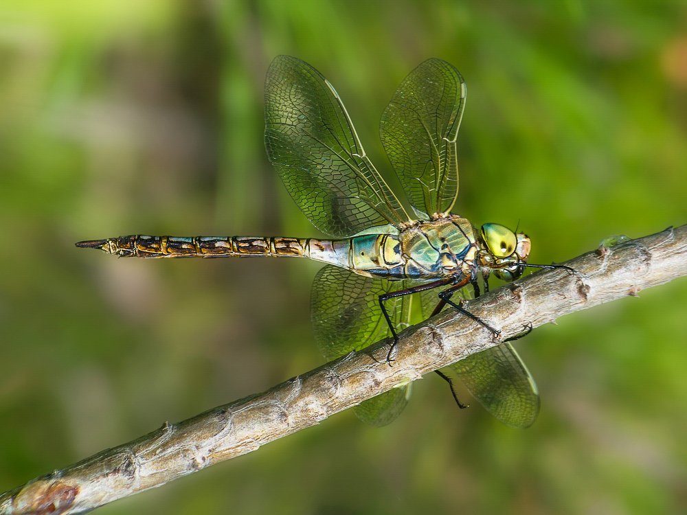 Большая зеленая стрекоза
