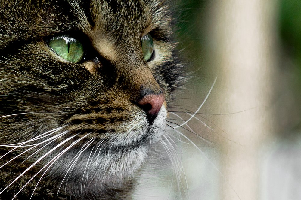 Photograph by Lena Latova