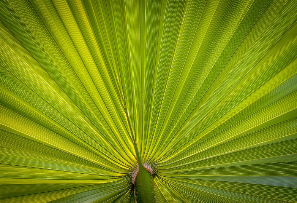 Palm.