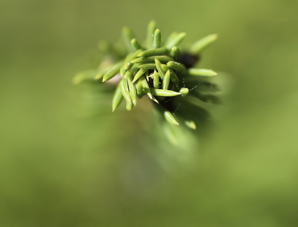 Photograph by Ольга Мендоса