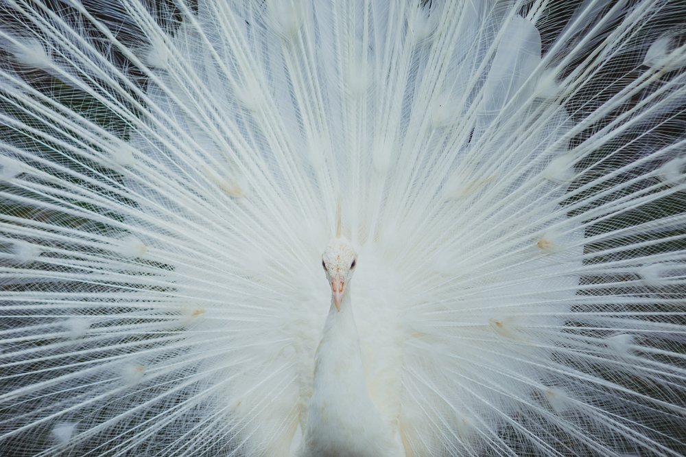 Белый павлин