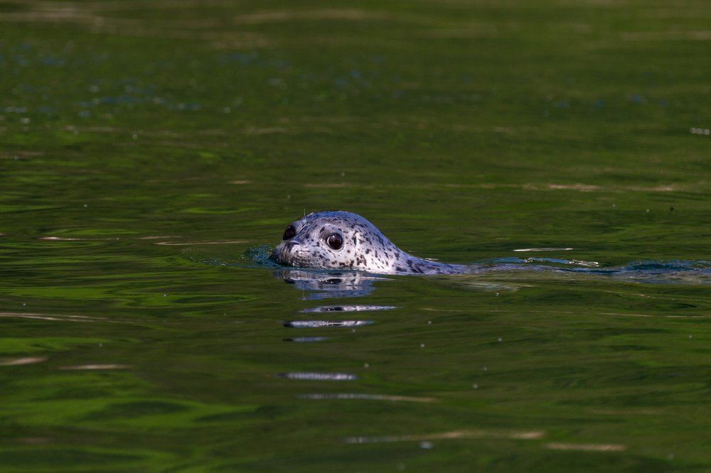 Photograph by Елена Верещака