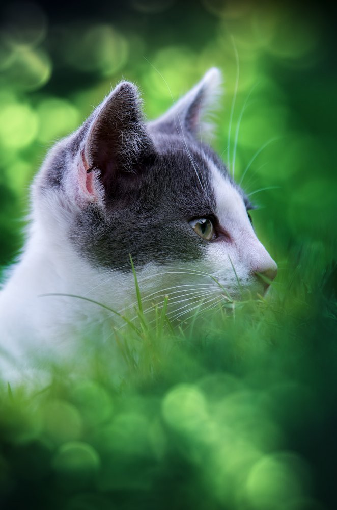 Photograph by Norbert Garaj