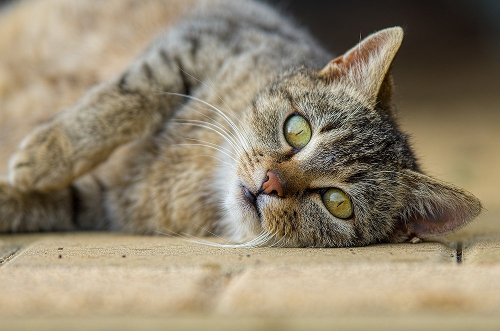 Photograph by Norbert Garaj