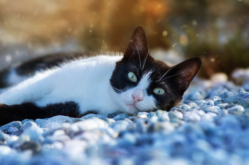 Photograph by Norbert Garaj