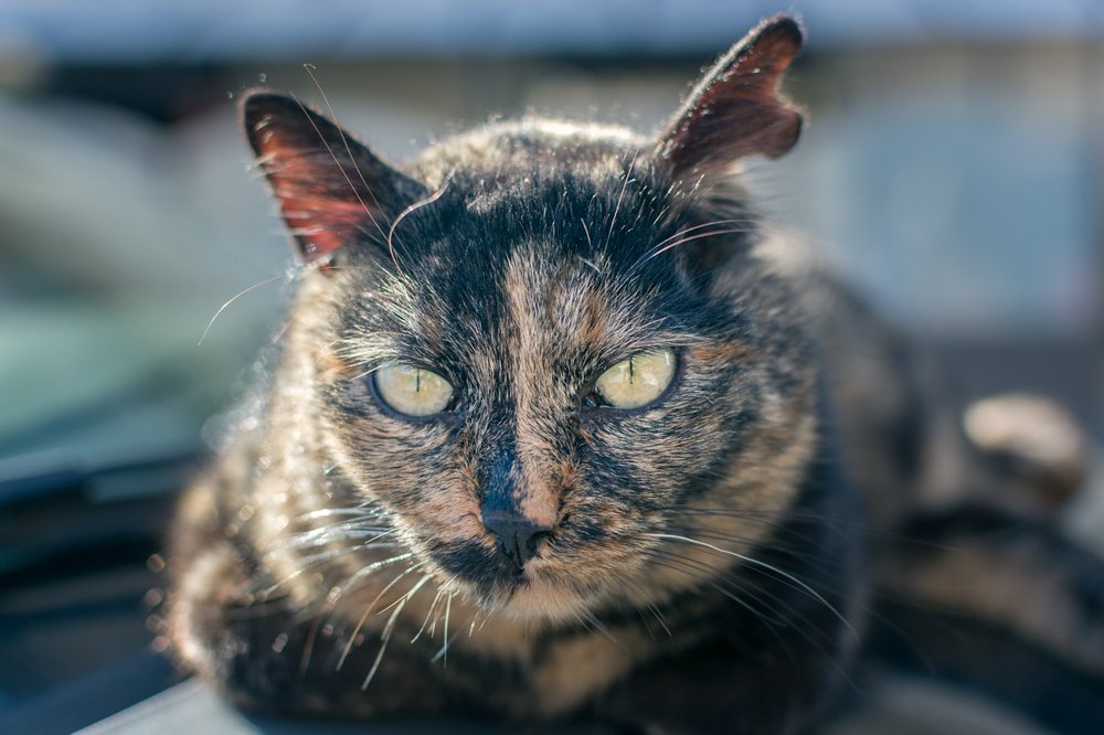 Photograph by Luigi Greco