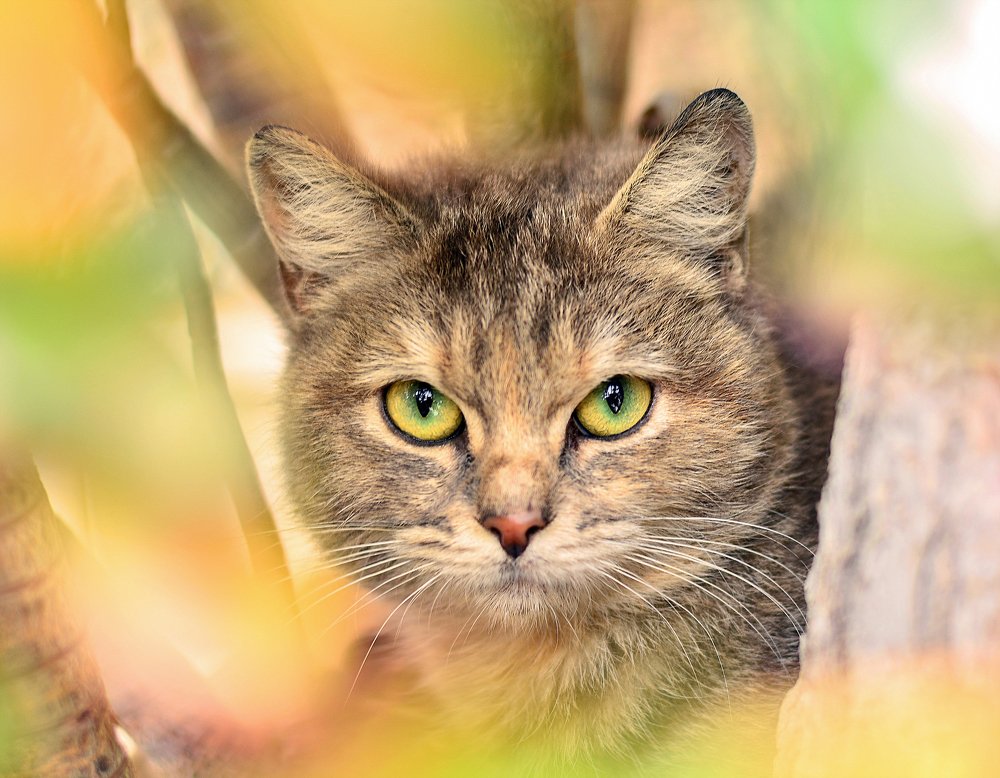 Photograph by Luigi Greco