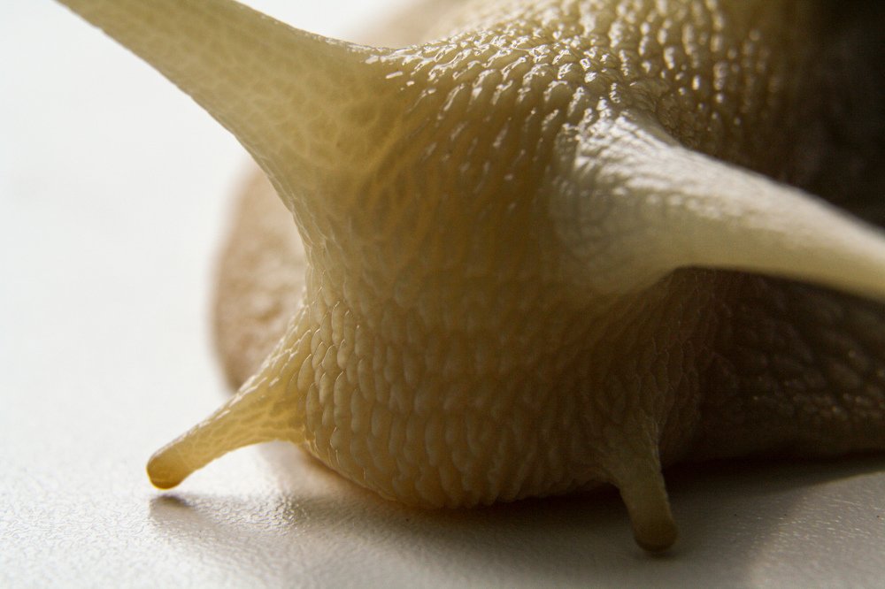 В поисках еды