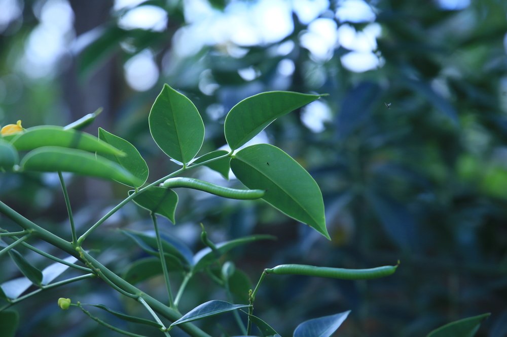 Leafy