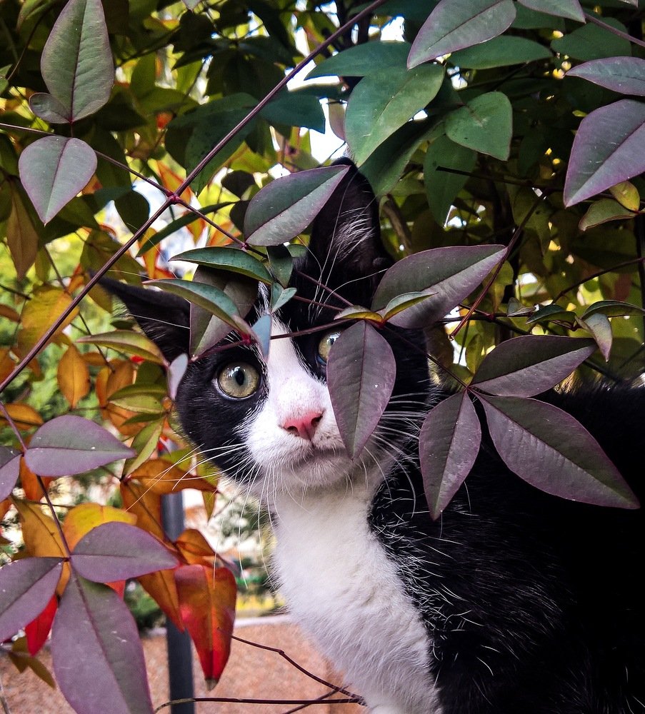 Photograph by Paolo Canevarolo