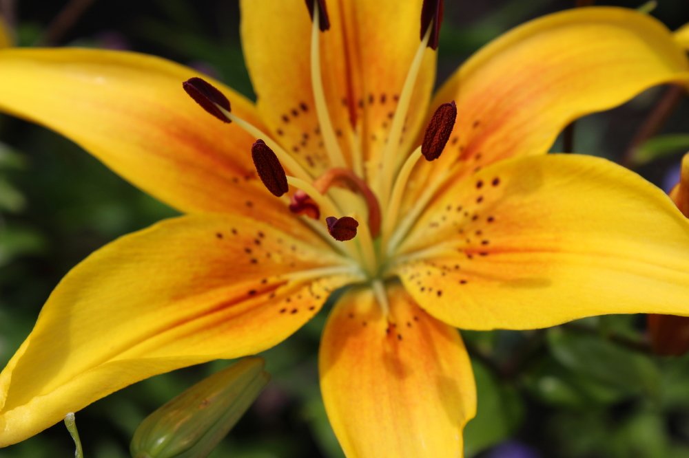 Photograph by Елена Горбунова