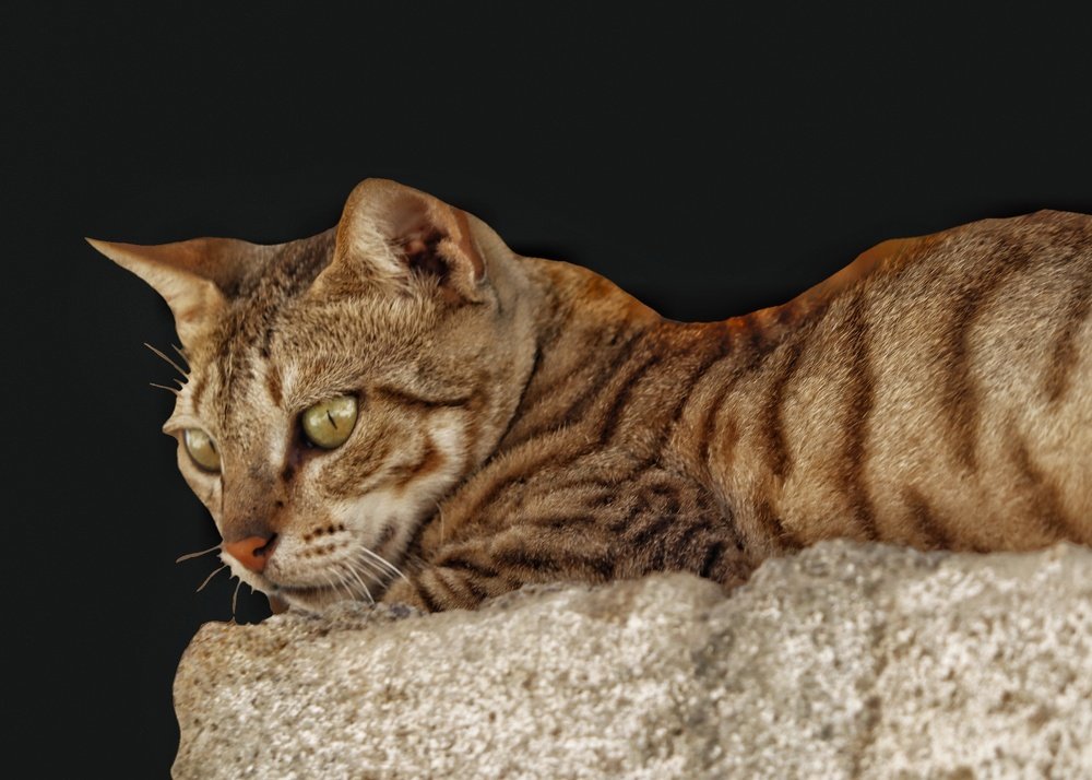 Photograph by bapodara sugha