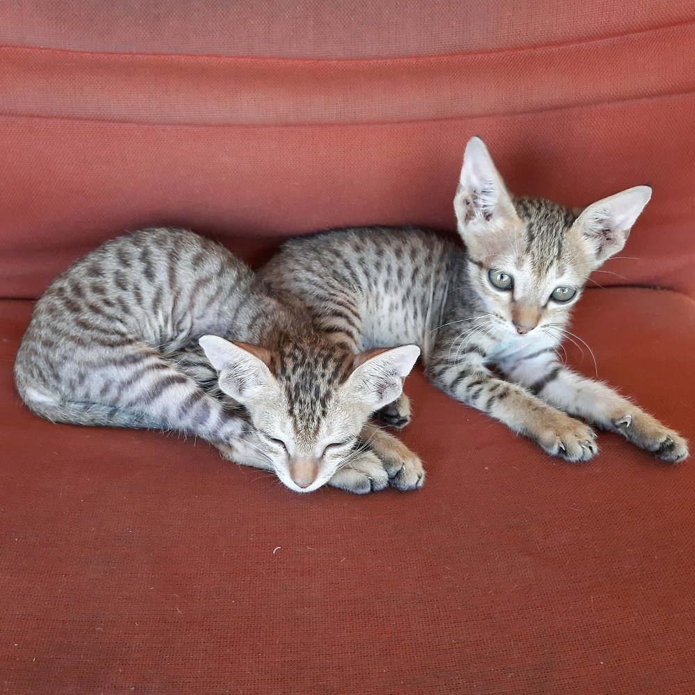 Photograph by bapodara sugha