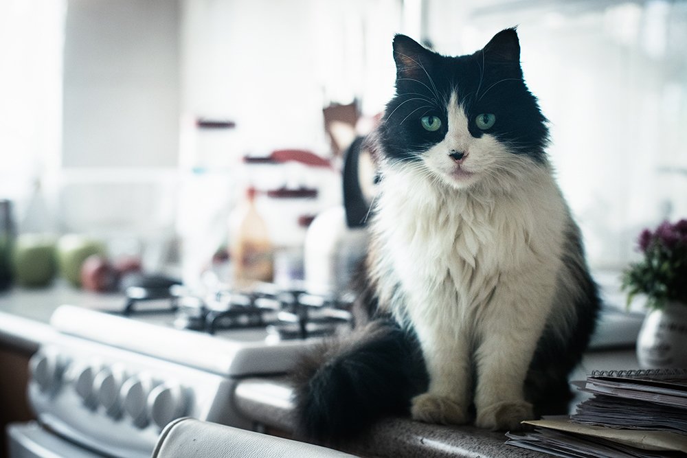 Photograph by Susana Castillo