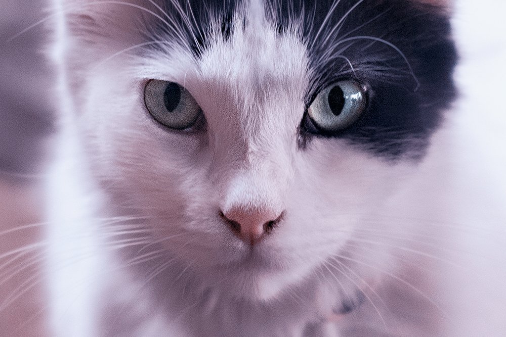 Photograph by Susana Castillo