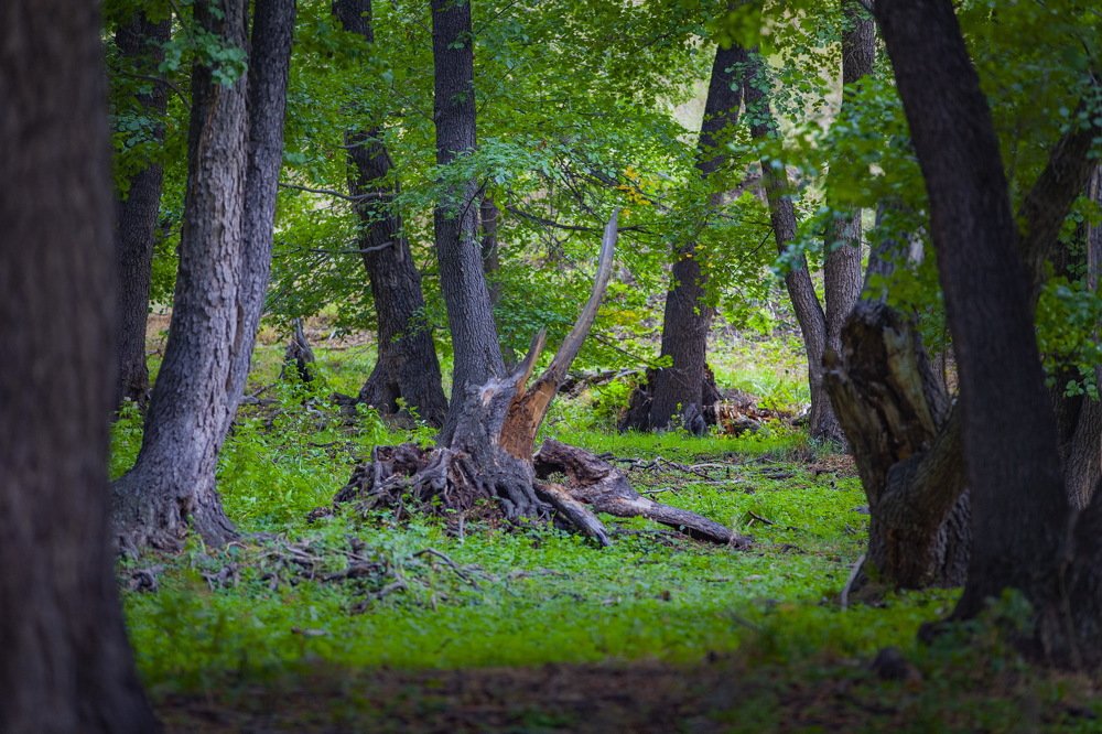 Photograph by петр чиков