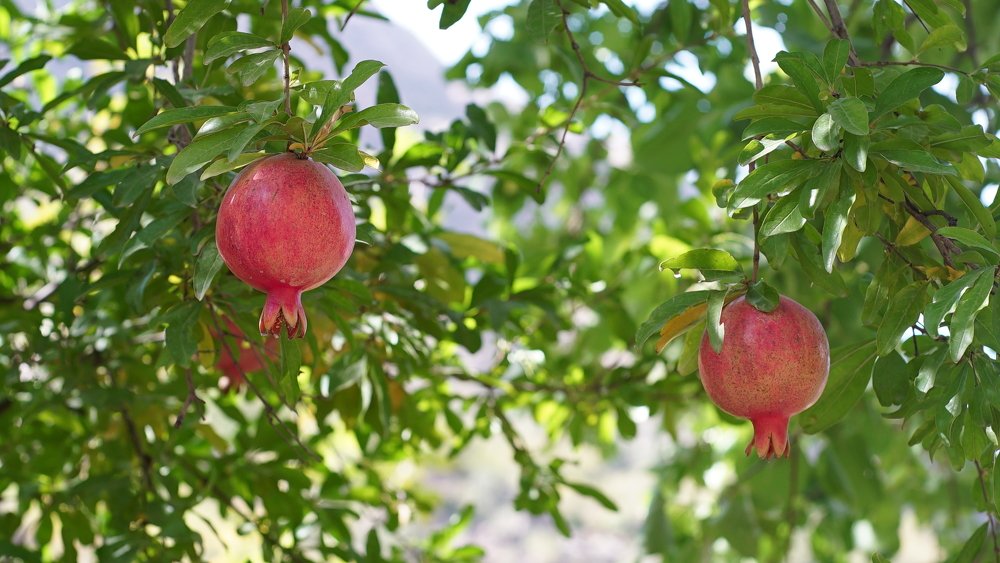 Photograph by Iraj Jabbari