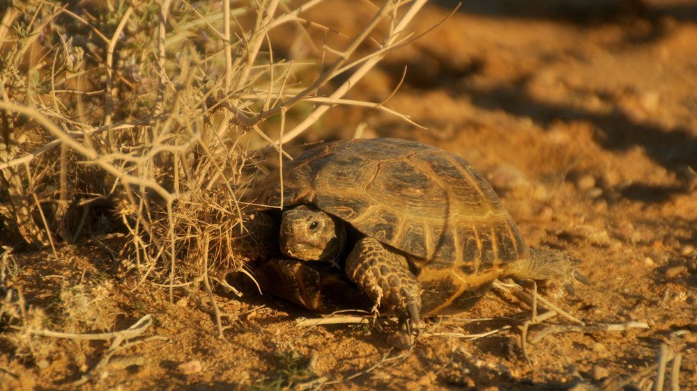 Фотография автора Дарья Шевченко