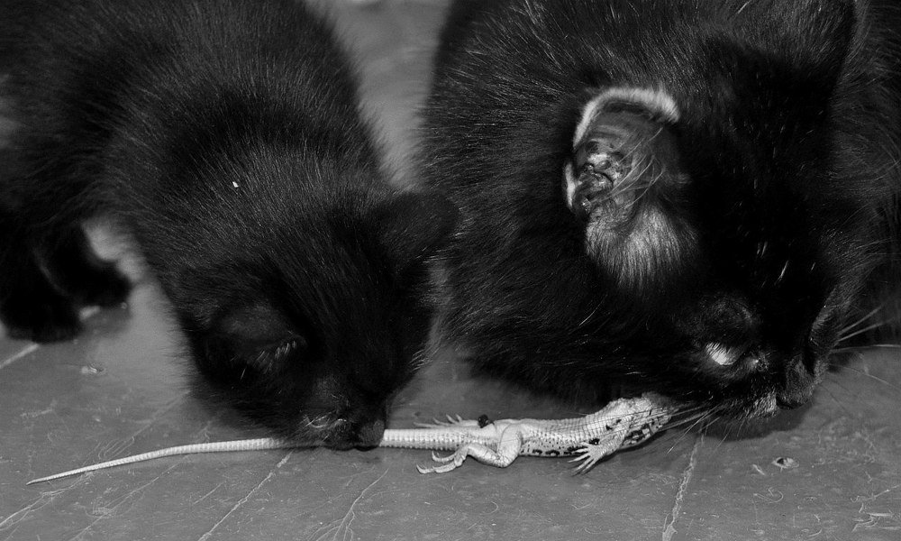 Фотография автора Дарья Шевченко