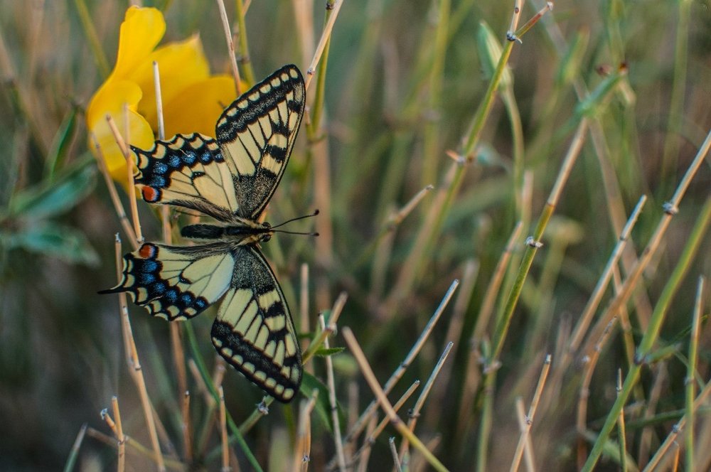 Фотография автора Дарья Шевченко