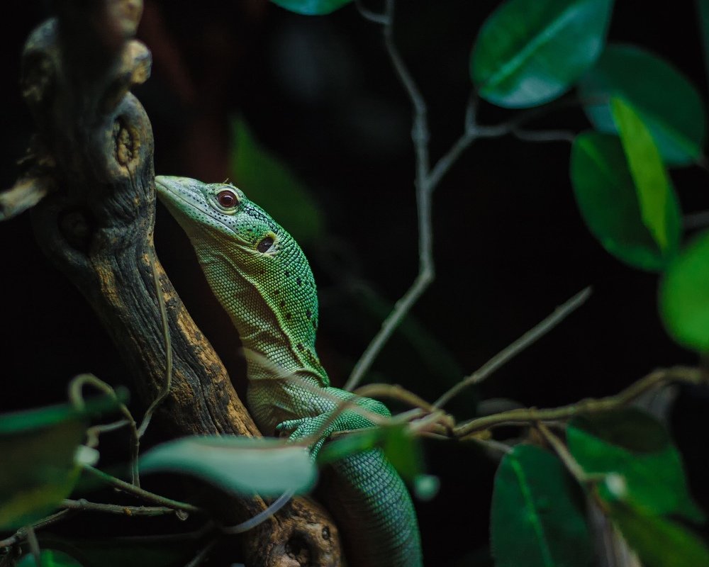 Маскировка