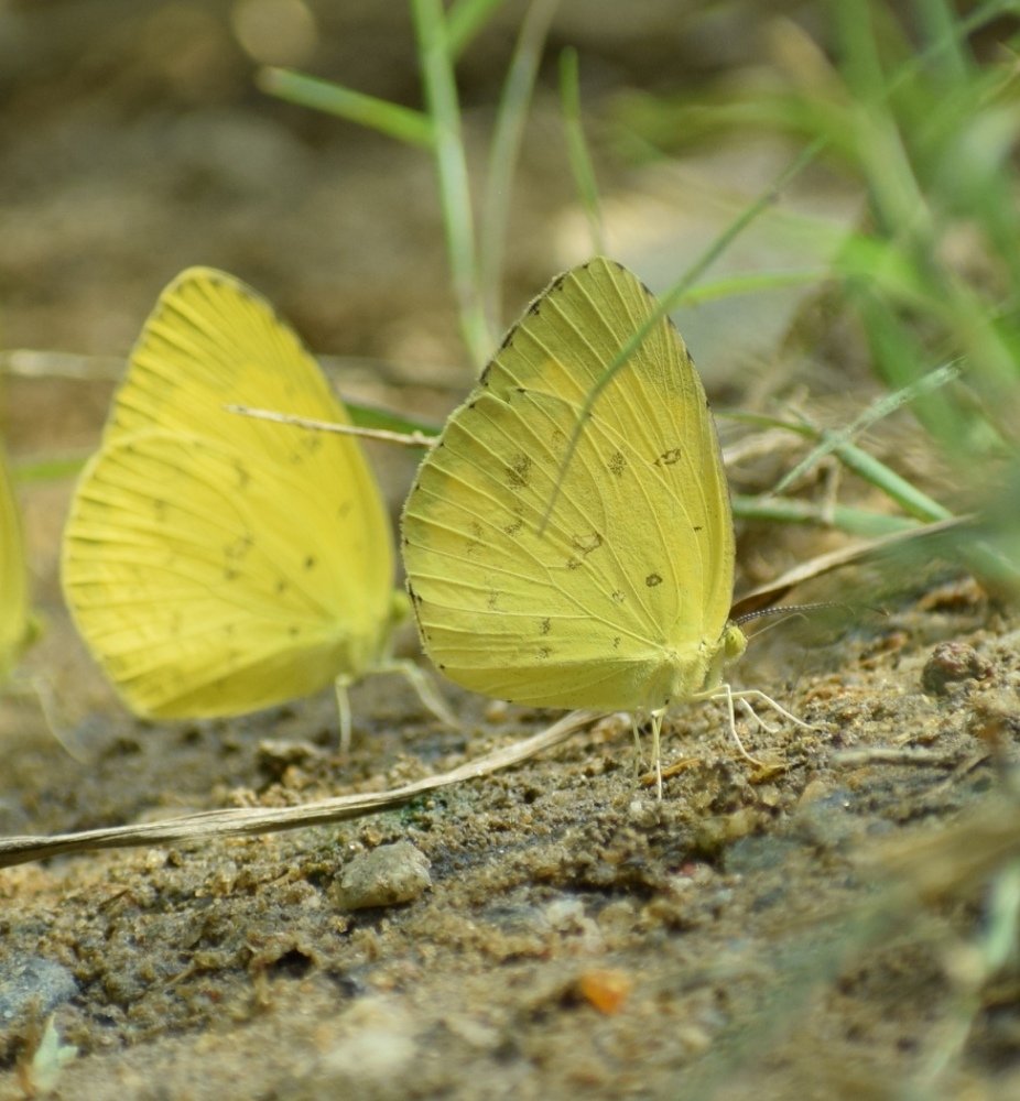 Photograph by Arun Mozhi Devan Panneer Selvam