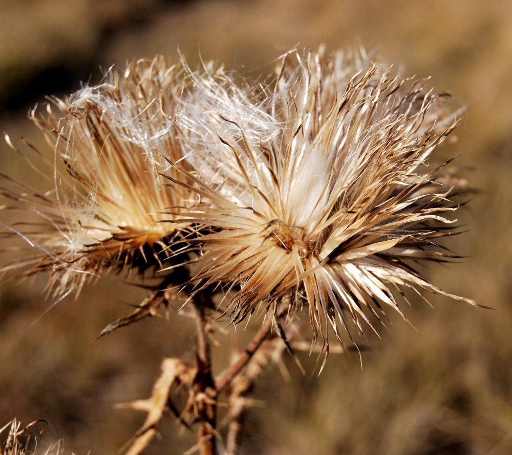 Photograph by Александр Карпенко