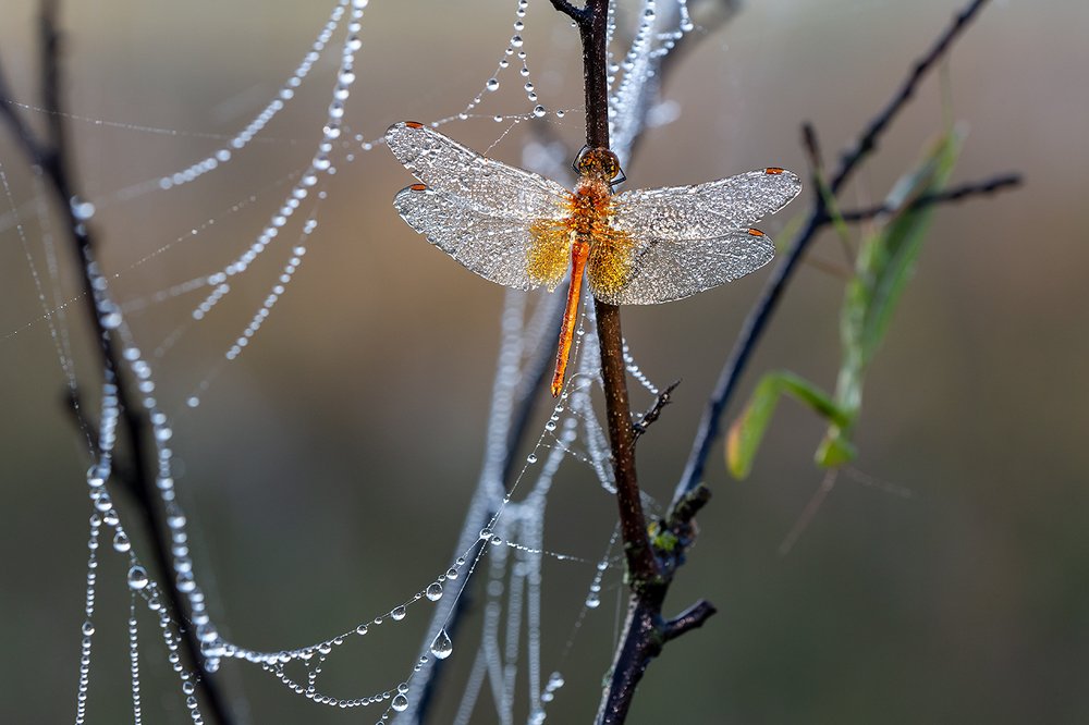 Фотография автора Юрий Сорокин