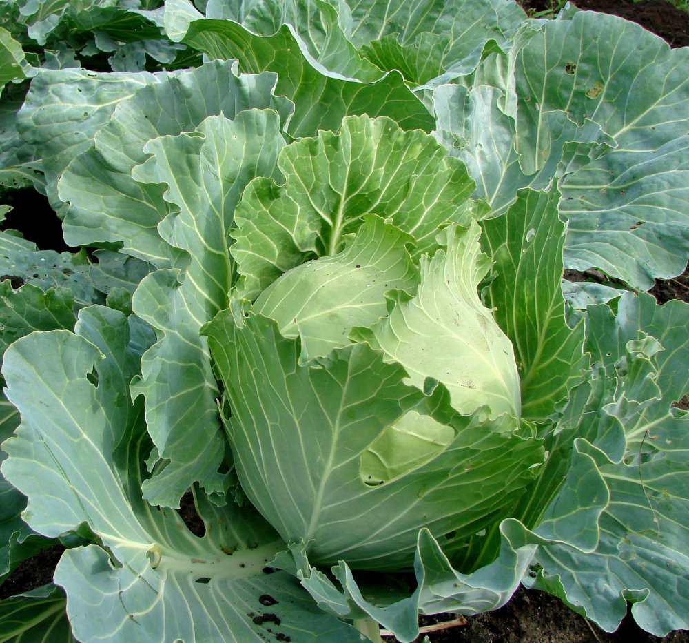 Photograph by Александр Карпенко