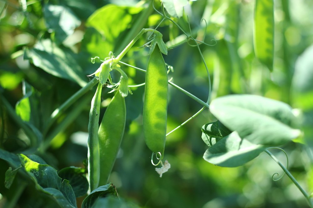 Фотография автора Светлана Дубина