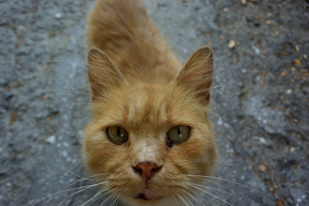 Photograph by Александр Карпенко