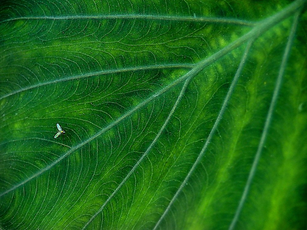 Photograph by Светлана Борозенцева