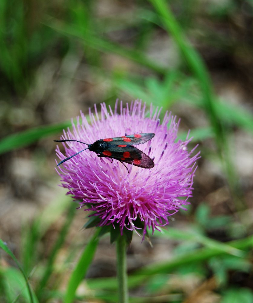 Photograph by Александр Карпенко