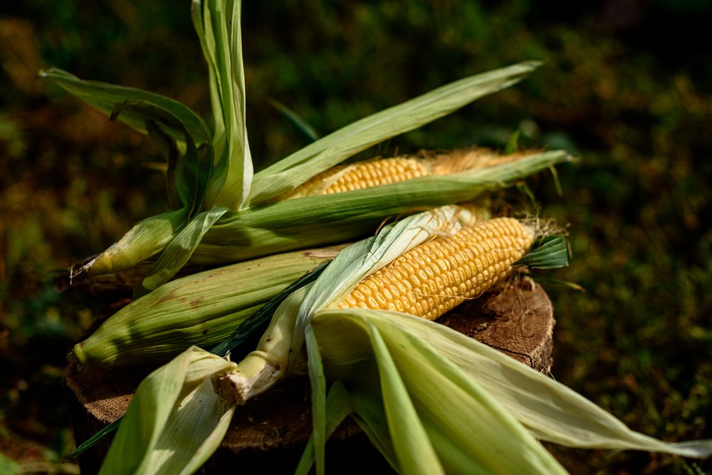 Царица полей-1