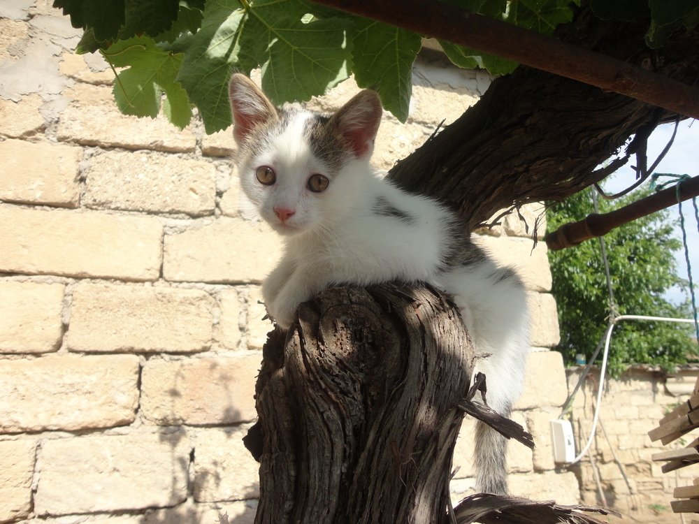 Photo #3567902