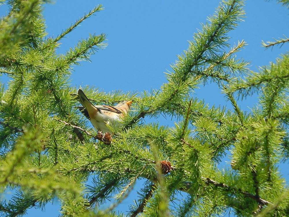 Нежная зелень весны