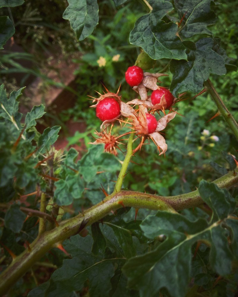 Photograph by Sona ..